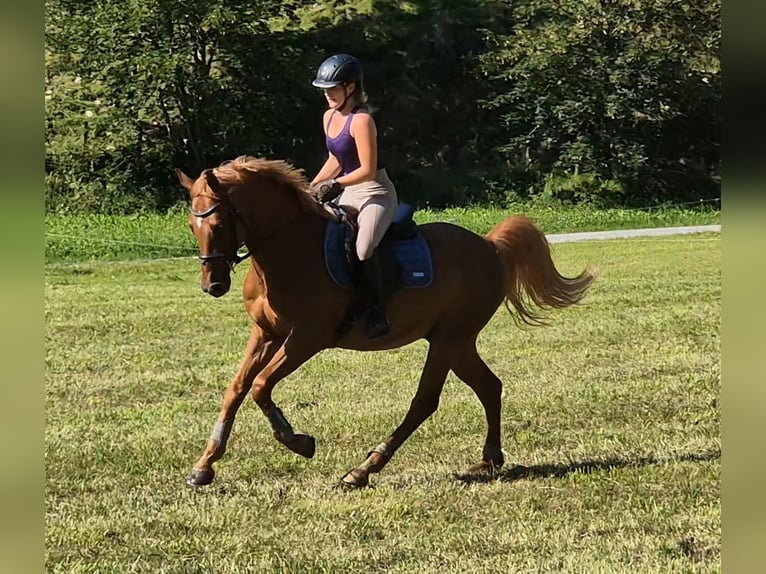 Cheval de sport hongrois Hongre 8 Ans 163 cm Alezan in H&#xFC;ttschlag