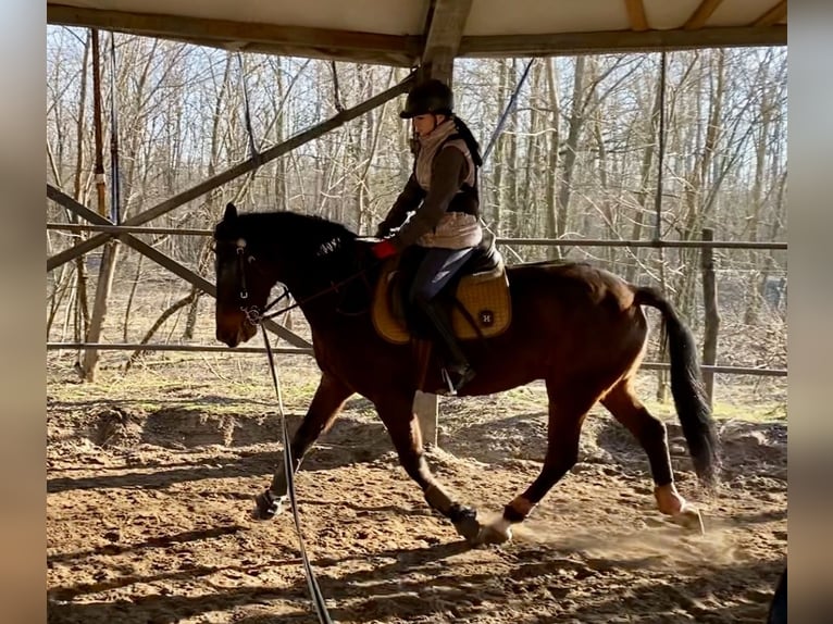 Cheval de sport hongrois Croisé Hongre 8 Ans 163 cm Bai brun in Nagyk&#xE1;ta