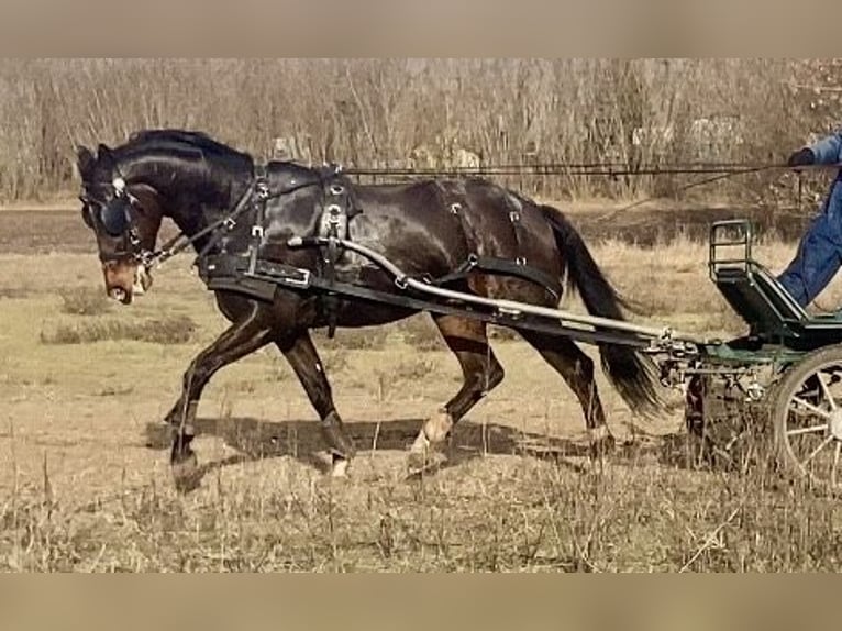 Cheval de sport hongrois Croisé Hongre 8 Ans 163 cm Bai brun in Nagyk&#xE1;ta