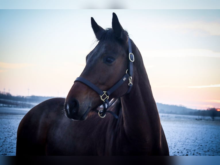 Cheval de sport hongrois Hongre 8 Ans 164 cm Bai in Bernhardsthal