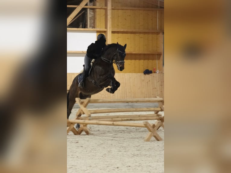 Cheval de sport hongrois Hongre 8 Ans 164 cm Bai in Bernhardsthal