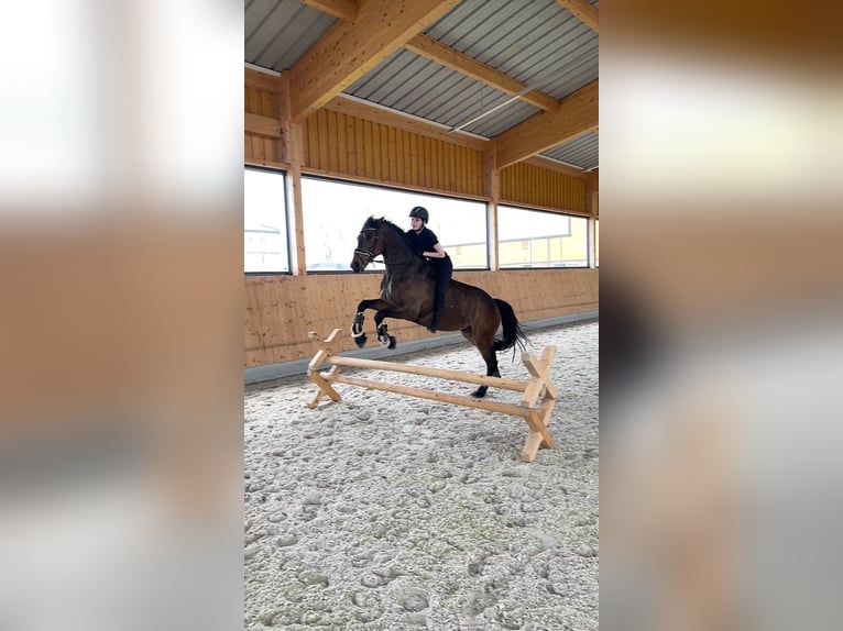 Cheval de sport hongrois Hongre 8 Ans 164 cm Bai in Bernhardsthal