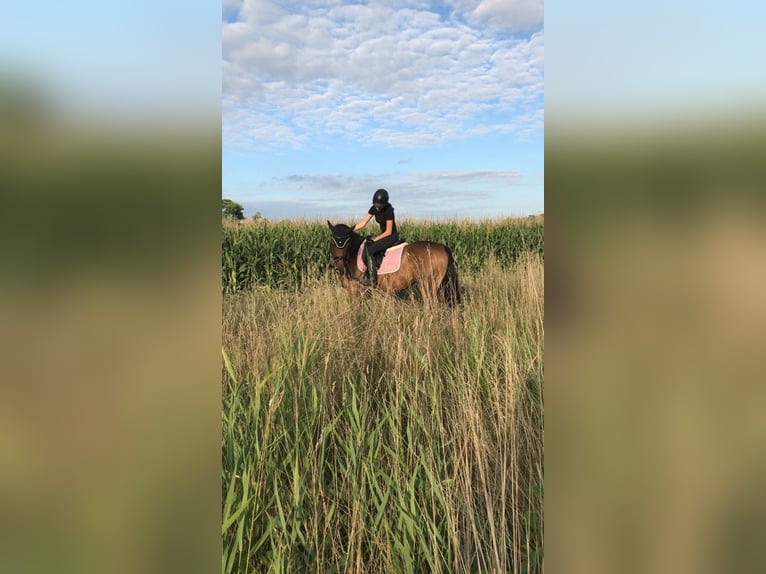 Cheval de sport hongrois Hongre 8 Ans 164 cm Bai in Bernhardsthal