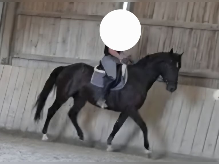 Cheval de sport hongrois Croisé Hongre 8 Ans 164 cm Noir in Eisenstadt