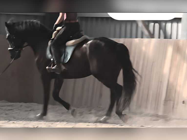 Cheval de sport hongrois Croisé Hongre 8 Ans 164 cm Noir in Mattersburg