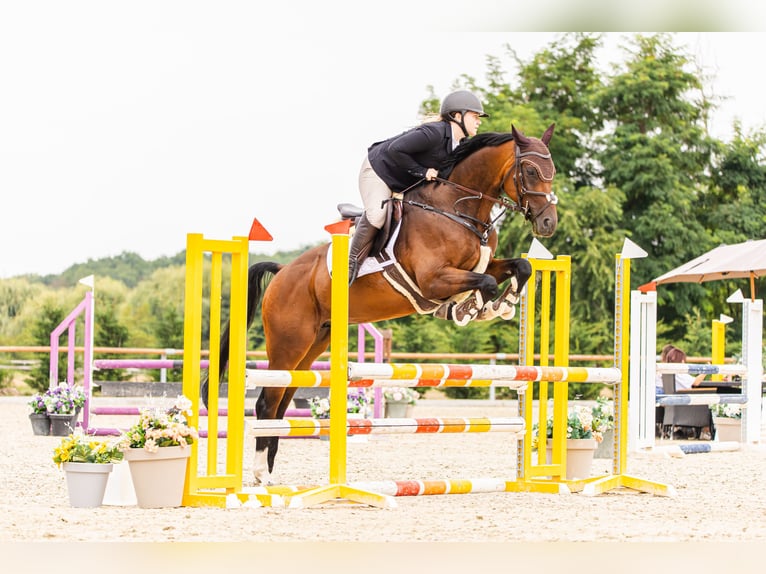 Cheval de sport hongrois Hongre 8 Ans 165 cm Bai in Pereszteg