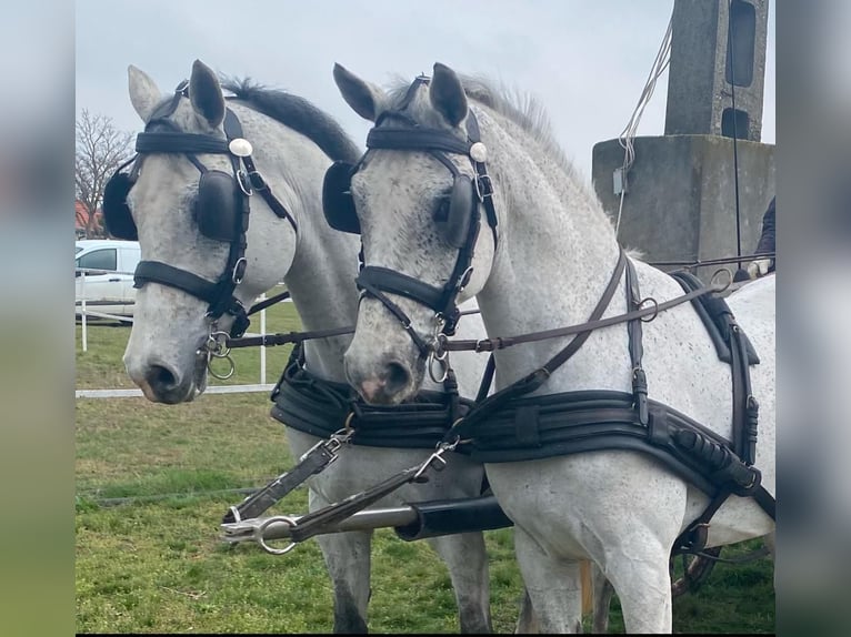 Cheval de sport hongrois Hongre 8 Ans 165 cm Gris in Tass