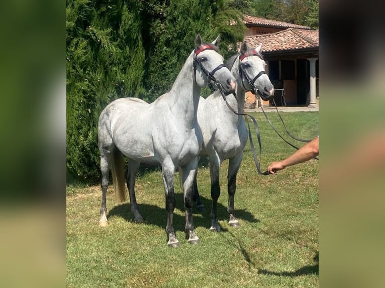 Cheval de sport hongrois Hongre 8 Ans 165 cm Gris in Tass