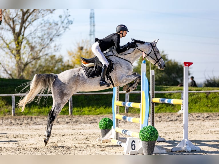 Cheval de sport hongrois Hongre 8 Ans 165 cm Gris in Dabas