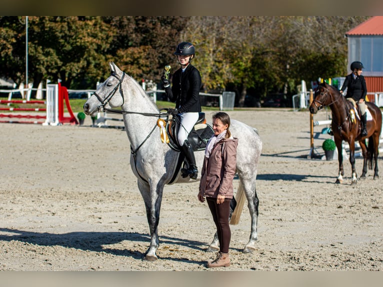 Cheval de sport hongrois Hongre 8 Ans 165 cm Gris in Dabas