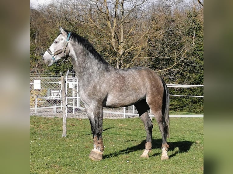 Cheval de sport hongrois Hongre 8 Ans 168 cm Gris in Radovljica