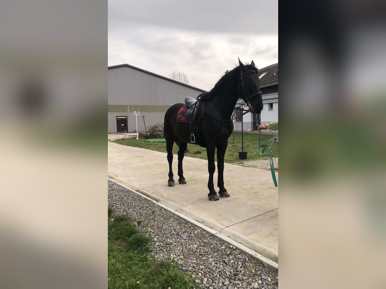 Cheval de sport hongrois Hongre 8 Ans 168 cm Noir in Békés