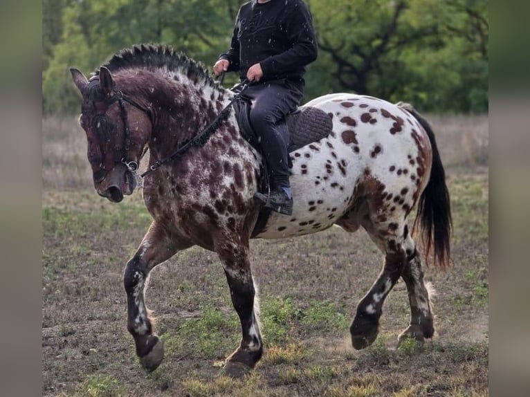 Cheval de sport hongrois Hongre 8 Ans 169 cm Léopard in Tass