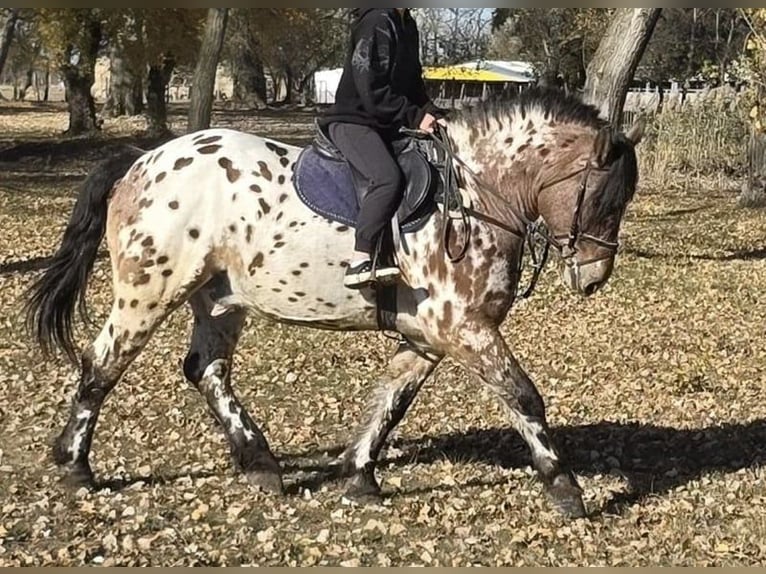 Cheval de sport hongrois Hongre 8 Ans 169 cm Léopard in Tass