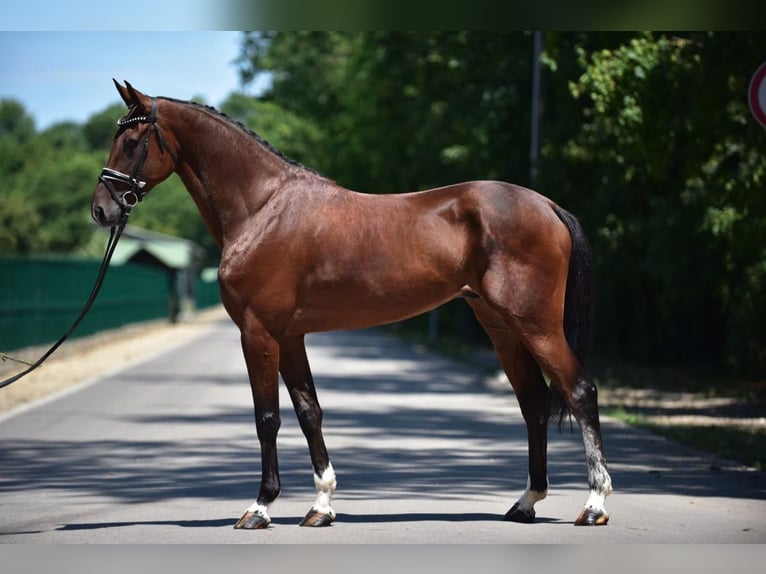 Cheval de sport hongrois Hongre 8 Ans 170 cm Bai in Budapest