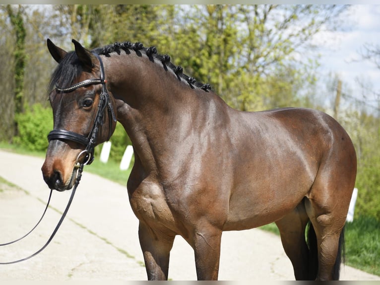 Cheval de sport hongrois Hongre 8 Ans 170 cm Bai in Kecskemét