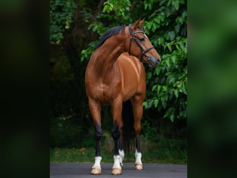 Cheval de sport hongrois Hongre 8 Ans 170 cm Bai in Neumarkt an der Raab