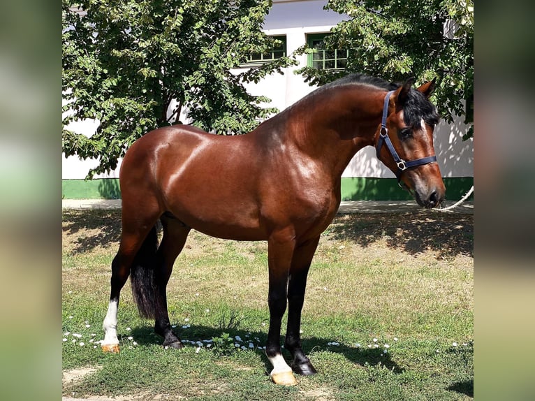 Cheval de sport hongrois Hongre 8 Ans Bai brun in St.pölten