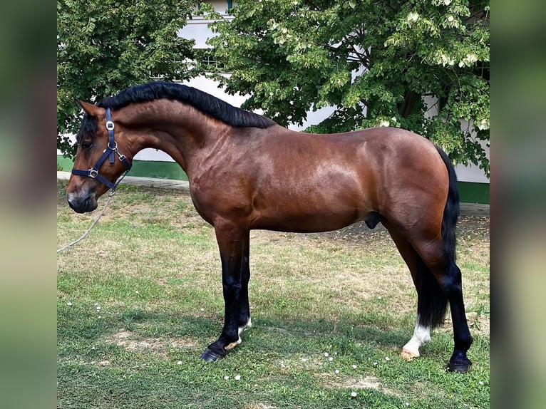 Cheval de sport hongrois Hongre 8 Ans Bai brun in St.pölten