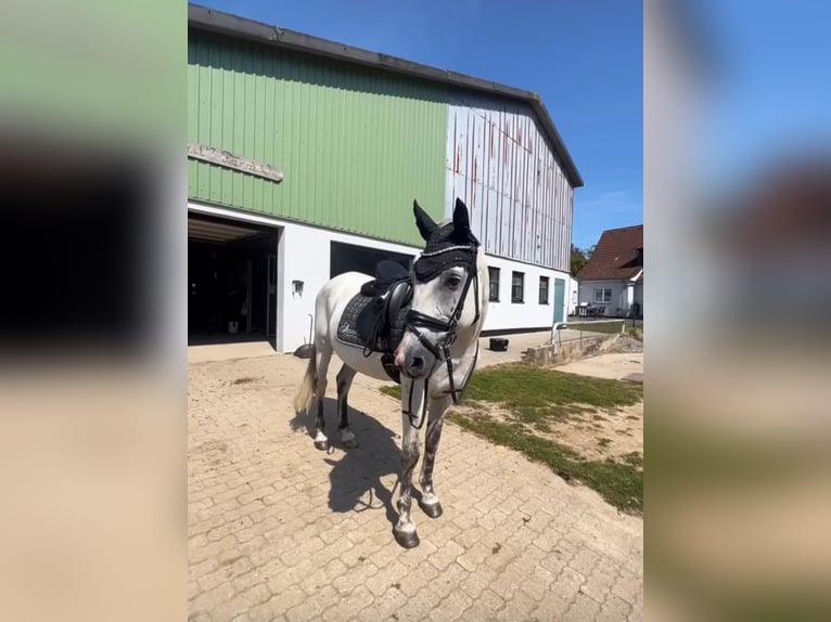 Cheval de sport hongrois Hongre 9 Ans 147 cm Gris in Fedderingen