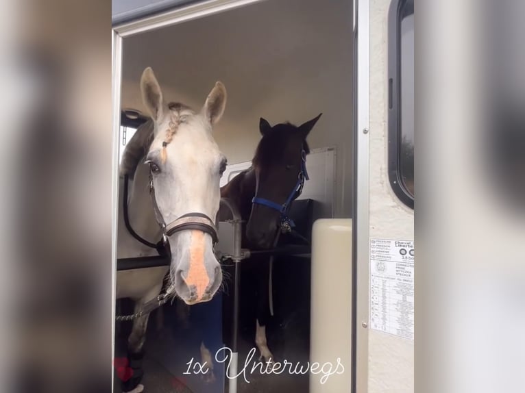 Cheval de sport hongrois Hongre 9 Ans 147 cm Gris in Fedderingen