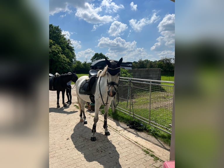 Cheval de sport hongrois Hongre 9 Ans 147 cm Gris in Fedderingen
