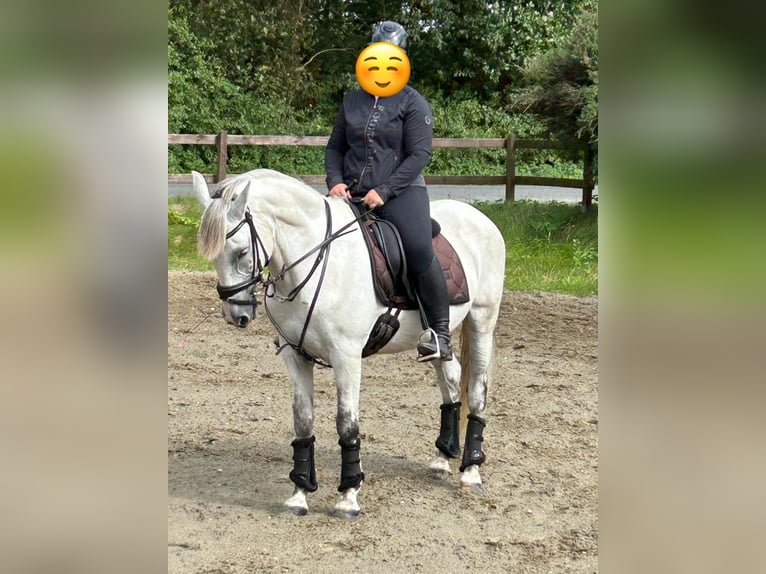Cheval de sport hongrois Hongre 9 Ans 147 cm Gris in Fedderingen
