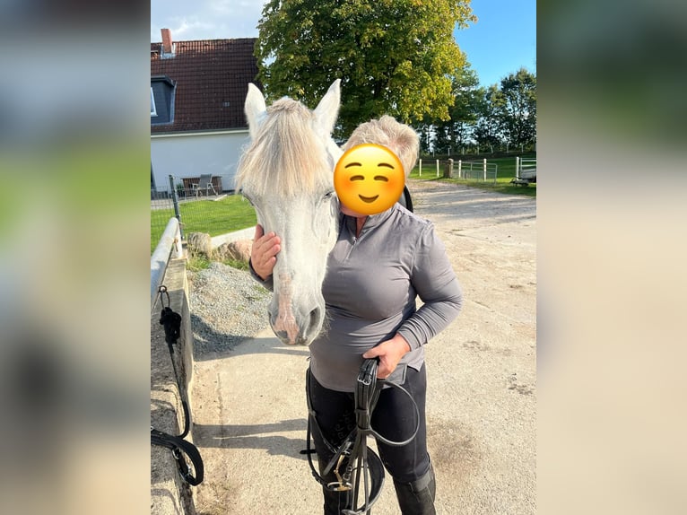 Cheval de sport hongrois Hongre 9 Ans 147 cm Gris in Fedderingen
