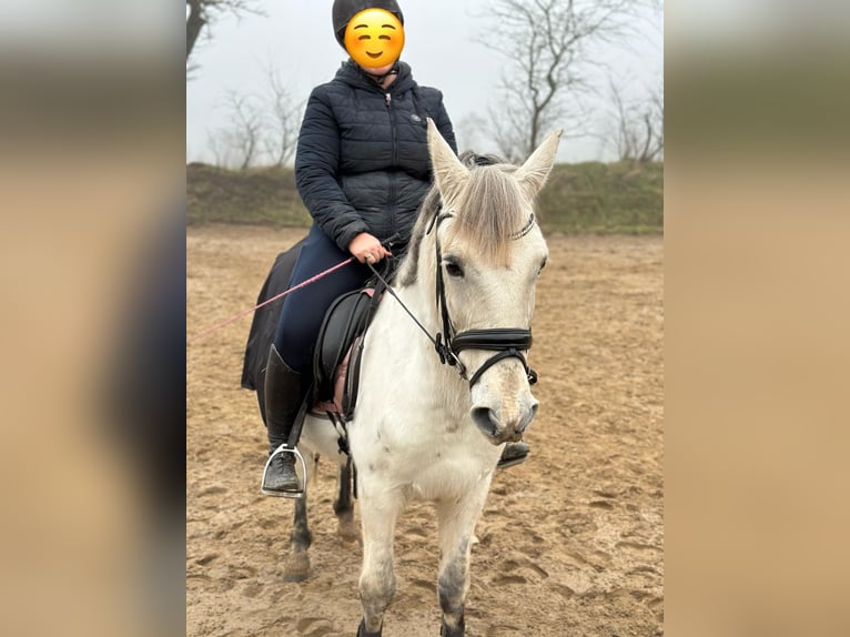 Cheval de sport hongrois Hongre 9 Ans 147 cm Gris in Fedderingen
