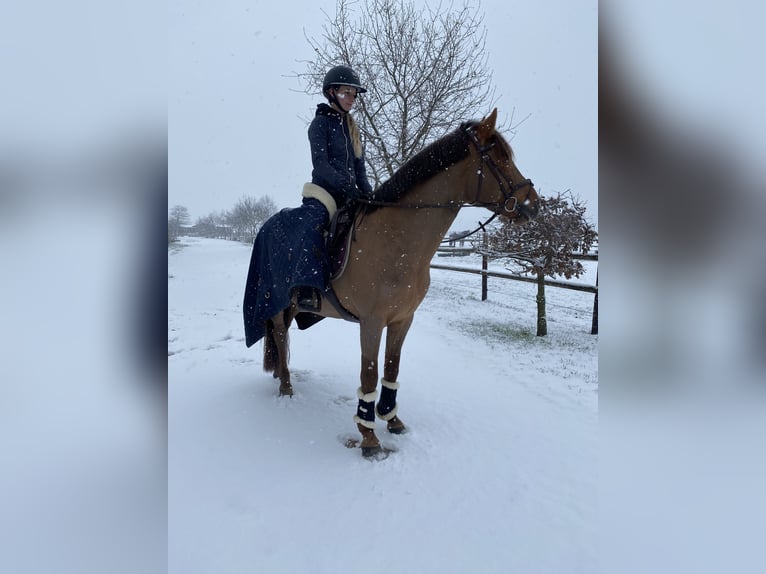 Cheval de sport hongrois Hongre 9 Ans 148 cm Alezan brûlé in Pulheim