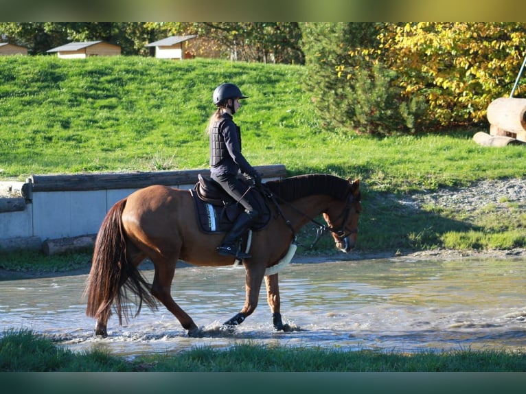 Cheval de sport hongrois Hongre 9 Ans 148 cm Alezan brûlé in Pulheim