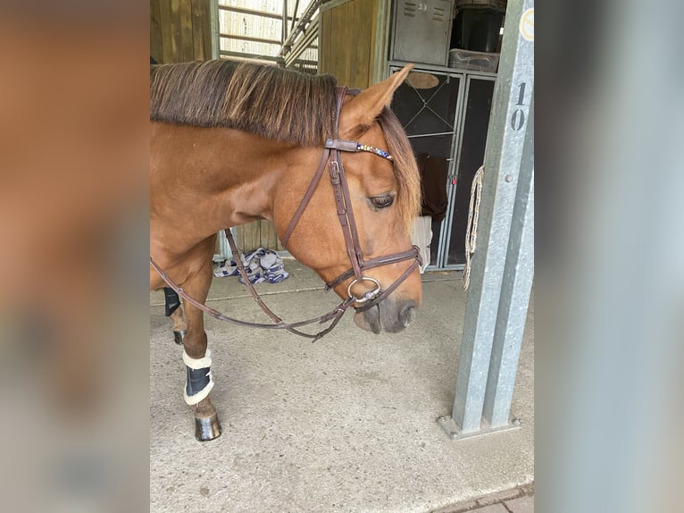 Cheval de sport hongrois Hongre 9 Ans 148 cm Alezan brûlé in Pulheim