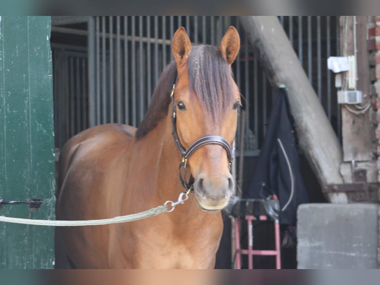 Cheval de sport hongrois Hongre 9 Ans 148 cm Alezan brûlé in Pulheim