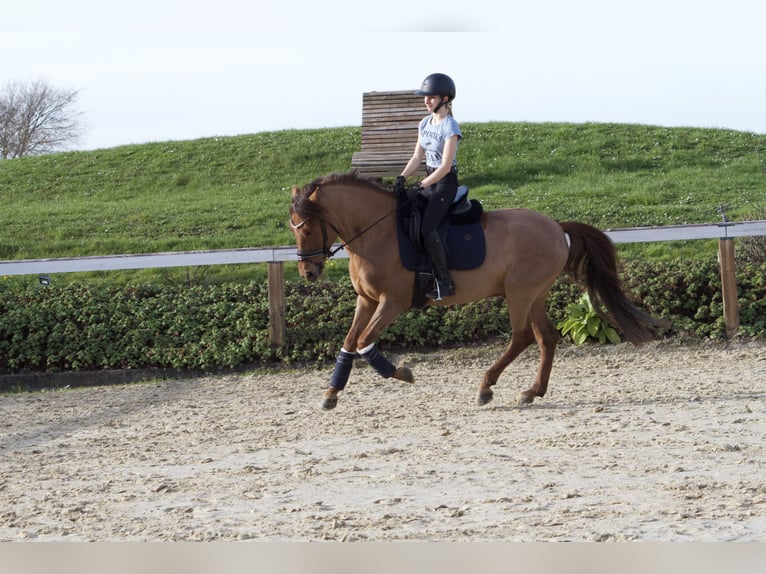 Cheval de sport hongrois Hongre 9 Ans 148 cm Alezan brûlé in Pulheim