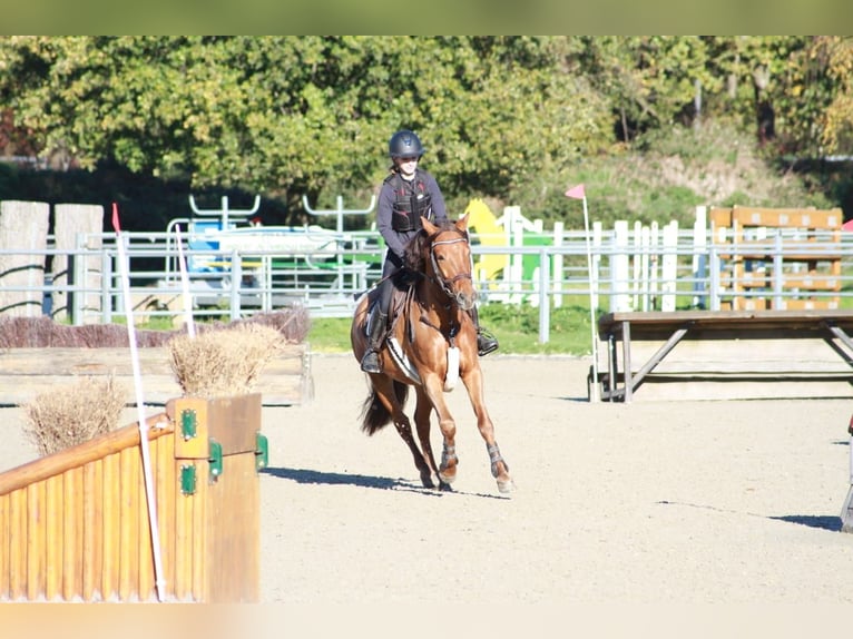 Cheval de sport hongrois Hongre 9 Ans 148 cm Alezan brûlé in Pulheim