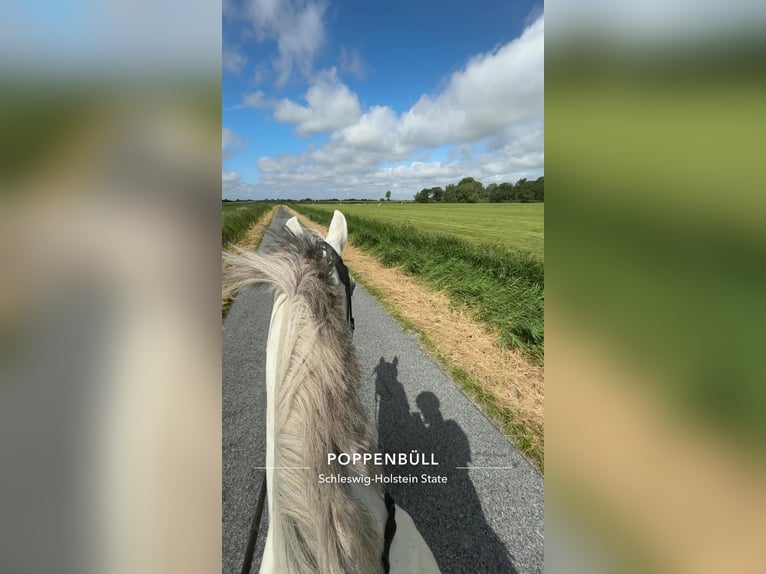 Cheval de sport hongrois Croisé Hongre 9 Ans 148 cm Gris in Poppenb&#xFC;ll