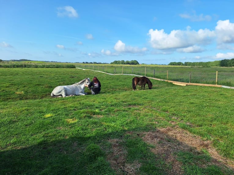 Cheval de sport hongrois Croisé Hongre 9 Ans 148 cm Gris in Poppenb&#xFC;ll