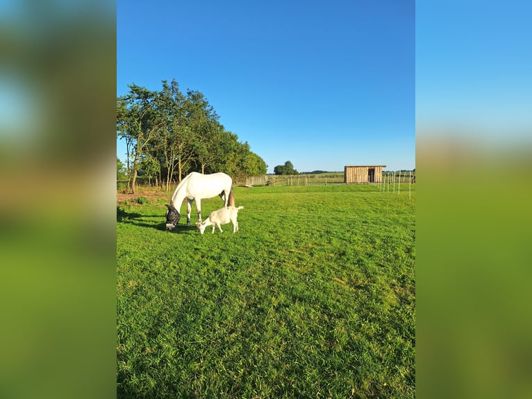 Cheval de sport hongrois Croisé Hongre 9 Ans 148 cm Gris in Poppenb&#xFC;ll