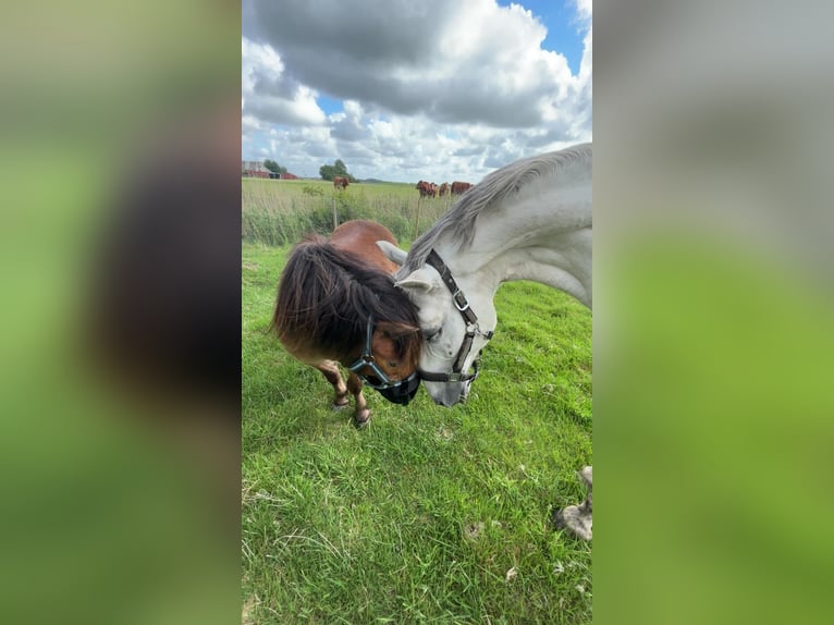 Cheval de sport hongrois Croisé Hongre 9 Ans 148 cm Gris in Poppenb&#xFC;ll