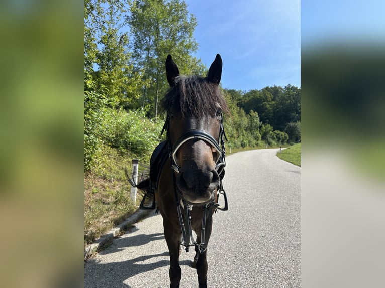Cheval de sport hongrois Hongre 9 Ans 150 cm Bai in st valentin