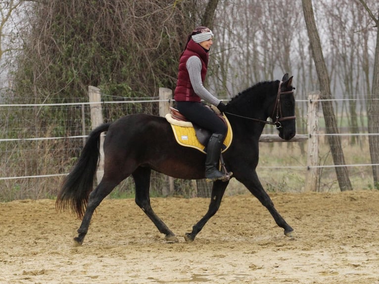 Cheval de sport hongrois Croisé Hongre 9 Ans 150 cm Noir in Pér