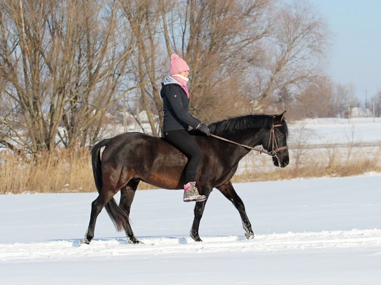 Cheval de sport hongrois Croisé Hongre 9 Ans 150 cm Noir in Pér