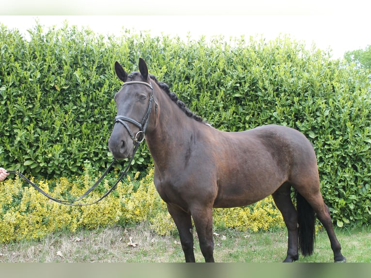 Cheval de sport hongrois Hongre 9 Ans 152 cm Noir in Mettingen