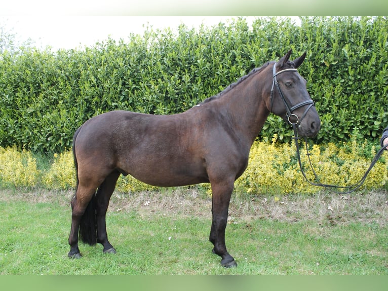 Cheval de sport hongrois Hongre 9 Ans 152 cm Noir in Mettingen