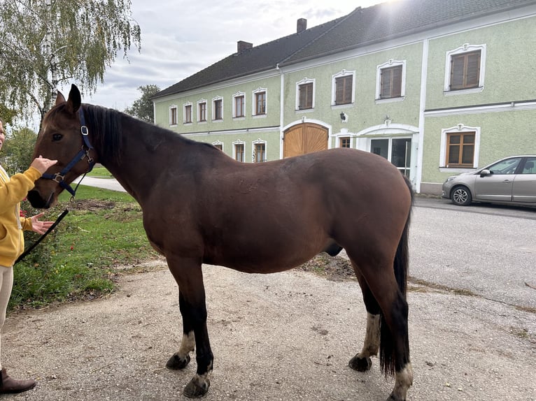 Cheval de sport hongrois Hongre 9 Ans 155 cm Alezan in Fohregg