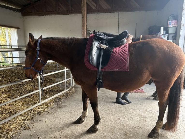 Cheval de sport hongrois Hongre 9 Ans 155 cm Alezan in Fohregg