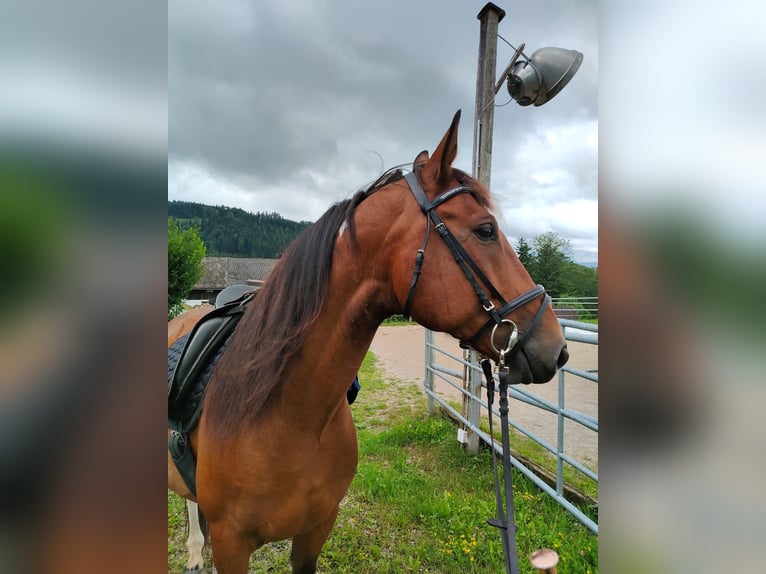 Cheval de sport hongrois Hongre 9 Ans 155 cm in Schadneramt