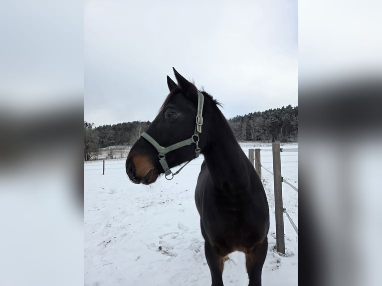 Cheval de sport hongrois Hongre 9 Ans 156 cm Bai brun in Schorndorf