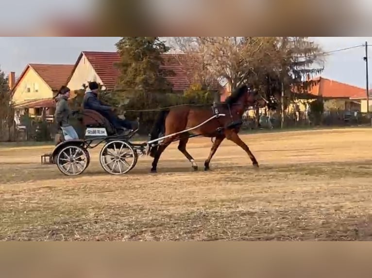 Cheval de sport hongrois Croisé Hongre 9 Ans 160 cm Bai in Bekescsaba