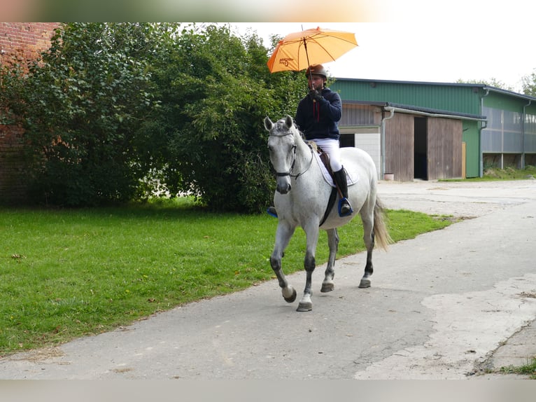 Cheval de sport hongrois Hongre 9 Ans 163 cm Gris in Ganschow